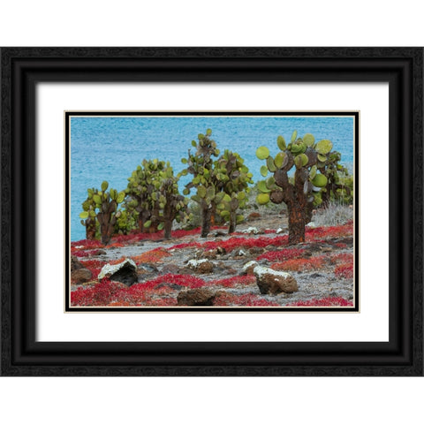 Sesuvium edmonstonei and cactus-South Plaza Island-Galapagos islands-Ecuador Black Ornate Wood Framed Art Print with Double Matting by Pitamitz, Sergio