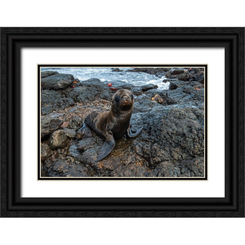Galapagos Sea Lion-Zalophus californianus wollebaeki-South Plaza Island-Galapagos islands-Ecuador Black Ornate Wood Framed Art Print with Double Matting by Pitamitz, Sergio