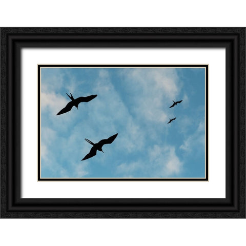 Great Frigate birds-Fregata minor ridgwayi-South Plaza Island-Galapagos islands-Ecuador Black Ornate Wood Framed Art Print with Double Matting by Pitamitz, Sergio