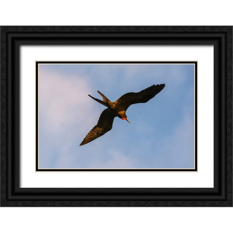 Great Frigate bird-Fregata minor ridgwayi-South Plaza Island-Galapagos islands-Ecuador Black Ornate Wood Framed Art Print with Double Matting by Pitamitz, Sergio