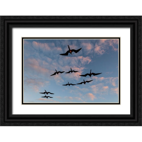 Great Frigate birds-Fregata minor ridgwayi-South Plaza Island-Galapagos islands-Ecuador Black Ornate Wood Framed Art Print with Double Matting by Pitamitz, Sergio