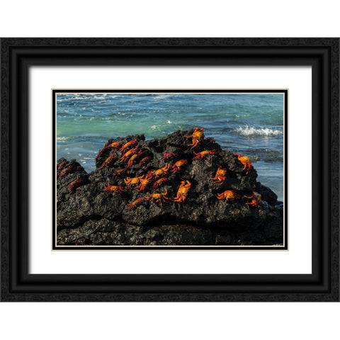 Sally Lightfoot Crab-Grapsus grapsus-Bachas beach-North Seymour island-Galapagos islands-Ecuador Black Ornate Wood Framed Art Print with Double Matting by Pitamitz, Sergio