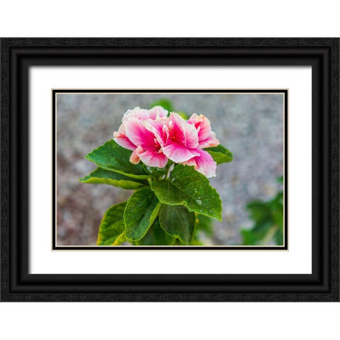 Loreto- Baja California Sur- Mexico. A pink flower along the street. Black Ornate Wood Framed Art Print with Double Matting by Wilson, Emily M.