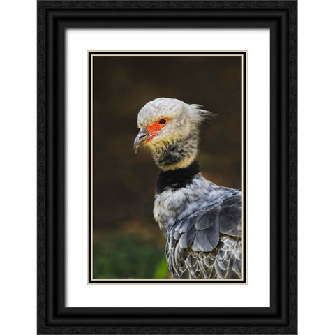 Southern screamer or Crested screamer-native to Peru-Bolivia-Paraguay Black Ornate Wood Framed Art Print with Double Matting by Jones, Adam