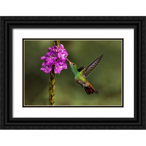 Rufous tailed hummingbird-Costa Rica Black Ornate Wood Framed Art Print with Double Matting by Jones, Adam