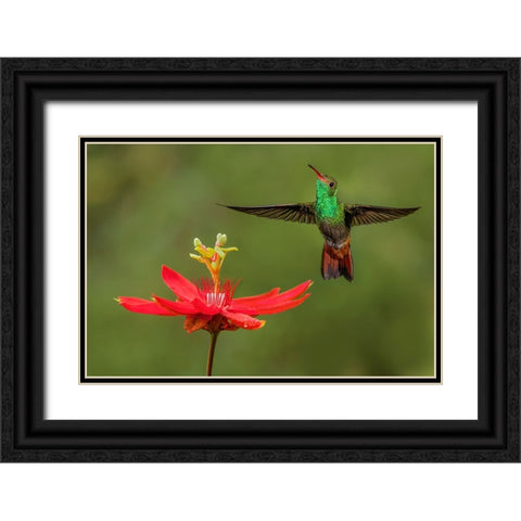 Rufous tailed hummingbird-Costa Rica Black Ornate Wood Framed Art Print with Double Matting by Jones, Adam