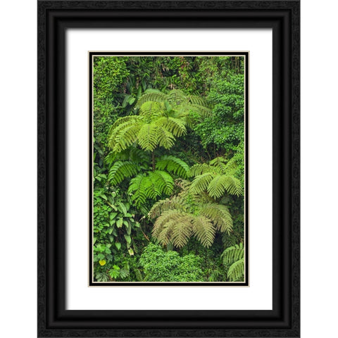 Cloud forest trees and vegetation in the mountains of Bajos del Toro Amarillo-Sarchi-Costa Rica Black Ornate Wood Framed Art Print with Double Matting by Jones, Adam