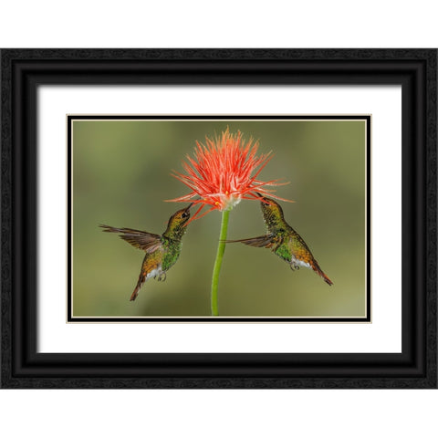 Pair of Coppery Headed Emerald hummingbirds feeding on flower-Costa Rica Black Ornate Wood Framed Art Print with Double Matting by Jones, Adam