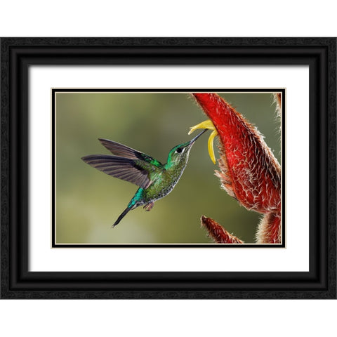 Green Crowned Brilliant hummingbird-Costa Rica Black Ornate Wood Framed Art Print with Double Matting by Jones, Adam