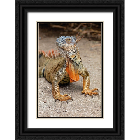 Green Iguana-Costa Rica Black Ornate Wood Framed Art Print with Double Matting by Jones, Adam