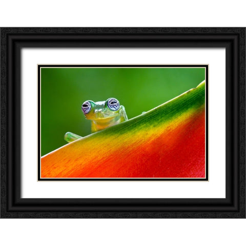 Ghost Glass Frog-Costa Rica Black Ornate Wood Framed Art Print with Double Matting by Jones, Adam