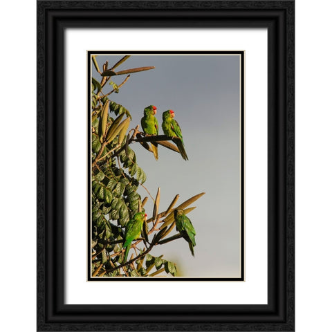 Red-lored Parrots-Costa Rica Black Ornate Wood Framed Art Print with Double Matting by Jones, Adam