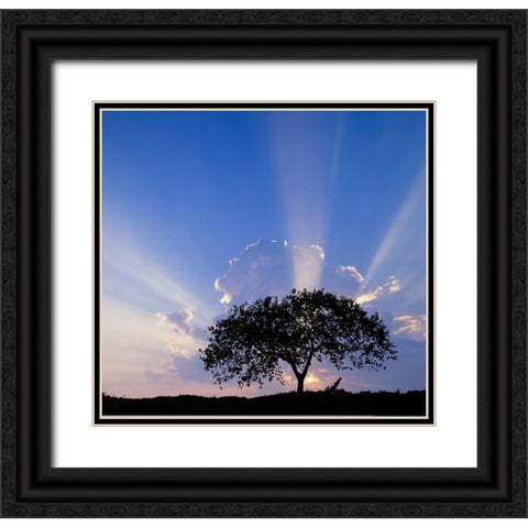 Single tree silhouetted at sunrise-Costa Rica Black Ornate Wood Framed Art Print with Double Matting by Jones, Adam