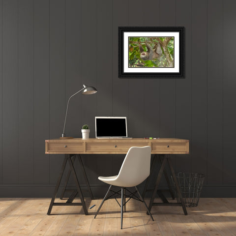 Costa Rica-Two-toed sloth hangs upside down in tree Black Ornate Wood Framed Art Print with Double Matting by Jaynes Gallery
