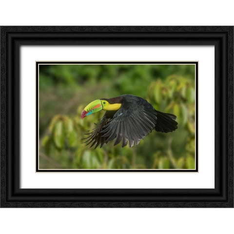 Costa Rica-Keel-billed toucan in flight Black Ornate Wood Framed Art Print with Double Matting by Jaynes Gallery
