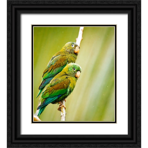 Costa Rica-parakeet perched Black Ornate Wood Framed Art Print with Double Matting by Theodore, George and Marilu