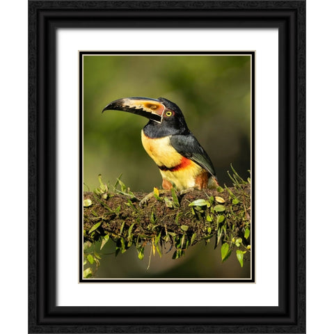 Collared Aracari- perched on branch- Costa Rica- Central America Black Ornate Wood Framed Art Print with Double Matting by McDonald, Joe and Maryann