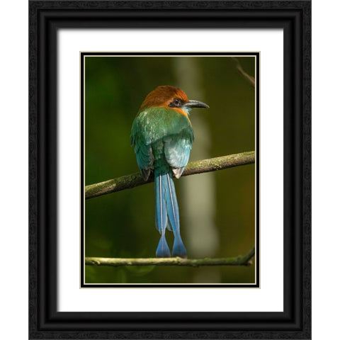 Broad-billed motmot on limb- Costa Rica- Central America Black Ornate Wood Framed Art Print with Double Matting by McDonald, Joe and Maryann