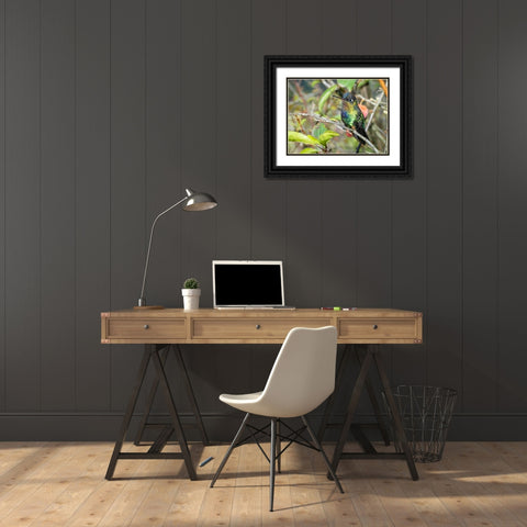 Fiery-throated hummingbird- Costa Rica- Central America Black Ornate Wood Framed Art Print with Double Matting by McDonald, Joe and Maryann