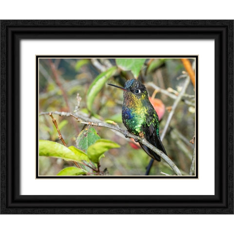 Fiery-throated hummingbird- Costa Rica- Central America Black Ornate Wood Framed Art Print with Double Matting by McDonald, Joe and Maryann