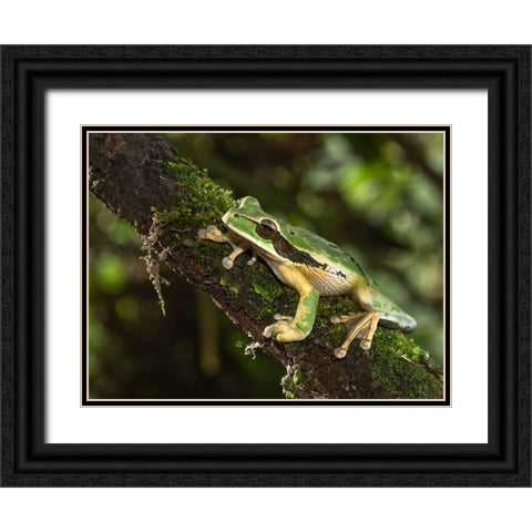 Masked Treefrog- Costa Rica- Central America Black Ornate Wood Framed Art Print with Double Matting by McDonald, Joe and Maryann