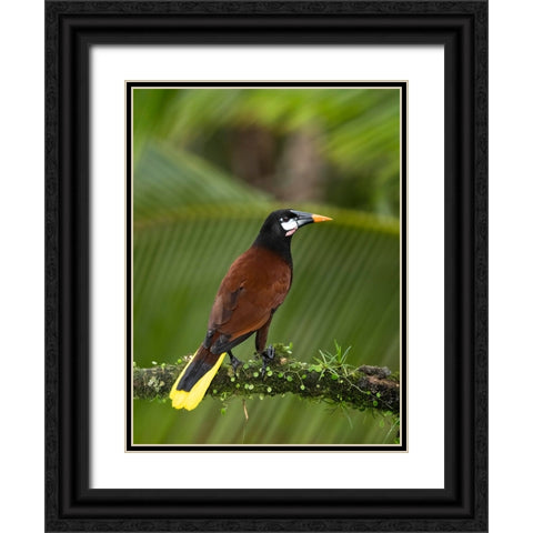Montezuma oropendola- Costa Rica- Central America Black Ornate Wood Framed Art Print with Double Matting by McDonald, Joe and Maryann