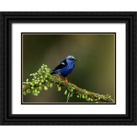 Red-legged honeycreeper- Costa Rica- Central America Black Ornate Wood Framed Art Print with Double Matting by McDonald, Joe and Maryann