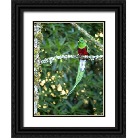 Resplendent quetzal- Costa Rica Black Ornate Wood Framed Art Print with Double Matting by McDonald, Joe and Maryann