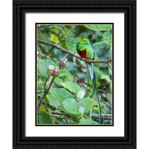 Resplendent quetzal- Costa Rica Black Ornate Wood Framed Art Print with Double Matting by McDonald, Joe and Maryann