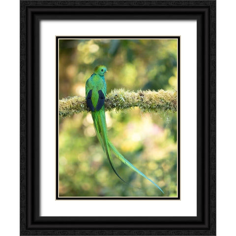 Resplendent quetzal- Costa Rica Black Ornate Wood Framed Art Print with Double Matting by McDonald, Joe and Maryann