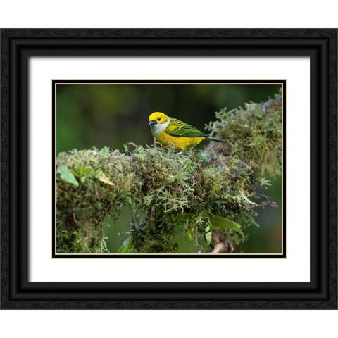 Silver-throated Tanager sitting on tree branch- Costa Rica- Central America Black Ornate Wood Framed Art Print with Double Matting by McDonald, Joe and Maryann