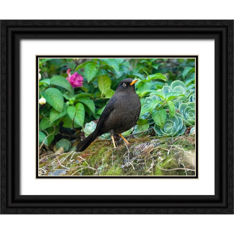 Sooty Robin- aka Sooty Thrush- Costa Rica- Central America Black Ornate Wood Framed Art Print with Double Matting by McDonald, Joe and Maryann