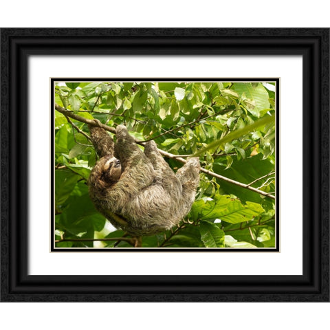 Brown-throated sloth- Costa Rica- Central America Black Ornate Wood Framed Art Print with Double Matting by McDonald, Joe and Maryann