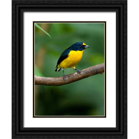 Yellow-throated euphonia perching- Costa Rica- Cantal America Black Ornate Wood Framed Art Print with Double Matting by McDonald, Joe and Maryann
