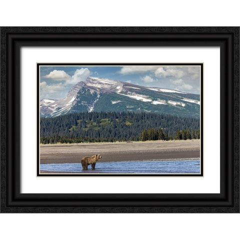 Grizzly bear in landscape with mountain-Lake Clark National Park and Preserve-Alaska Black Ornate Wood Framed Art Print with Double Matting by Jones, Adam