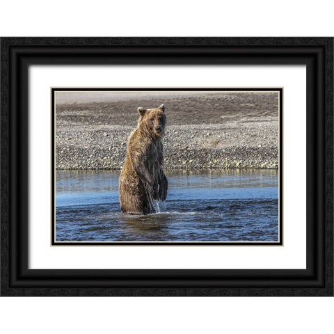 Grizzly bear standing while fishing-Lake Clark National Park and Preserve-Alaska Black Ornate Wood Framed Art Print with Double Matting by Jones, Adam