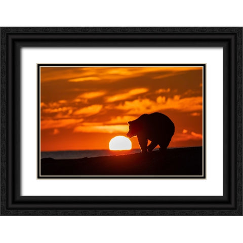 Adult grizzly bear silhouetted on beach at sunrise-Lake Clark National Park and Preserve Black Ornate Wood Framed Art Print with Double Matting by Jones, Adam