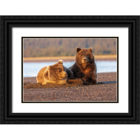 Adult female grizzly bear and cub sleeping on beach at sunrise-Lake Clark National Park and Preserve Black Ornate Wood Framed Art Print with Double Matting by Jones, Adam