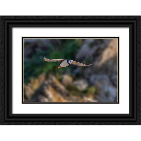 Horned puffin flying-Bird Island-Lake Clark National Park and Preserve-Alaska Black Ornate Wood Framed Art Print with Double Matting by Jones, Adam