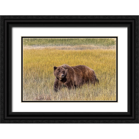 Adult female grizzly bear crossing grassy meadow-Lake Clark National Park and Preserve-Alaska Black Ornate Wood Framed Art Print with Double Matting by Jones, Adam