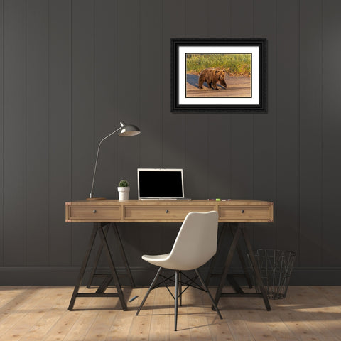 Adult grizzly bear on shoreline at sunrise-Lake Clark National Park and Preserve-Alaska Black Ornate Wood Framed Art Print with Double Matting by Jones, Adam