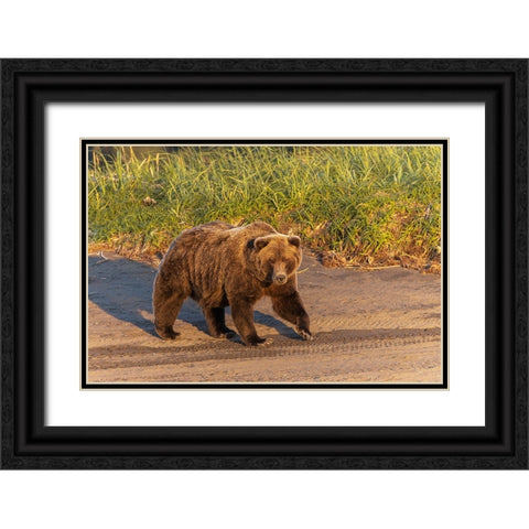 Adult grizzly bear on shoreline at sunrise-Lake Clark National Park and Preserve-Alaska Black Ornate Wood Framed Art Print with Double Matting by Jones, Adam