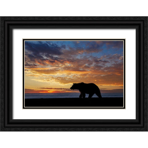 Adult grizzly bear silhouetted at sunrise-Lake Clark National Park and Preserve-Alaska Black Ornate Wood Framed Art Print with Double Matting by Jones, Adam
