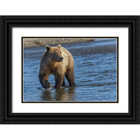 Adult grizzly bear chasing fish-Lake Clark National Park and Preserve-Alaska-Silver Salmon Creek Black Ornate Wood Framed Art Print with Double Matting by Jones, Adam