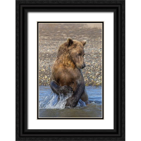 Adult grizzly bear chasing fish-Lake Clark National Park and Preserve-Alaska-Silver Salmon Creek Black Ornate Wood Framed Art Print with Double Matting by Jones, Adam