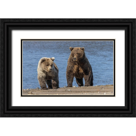 Grizzly bear cub and adult female-Lake Clark National Park and Preserve-Alaska-Silver Salmon Creek Black Ornate Wood Framed Art Print with Double Matting by Jones, Adam