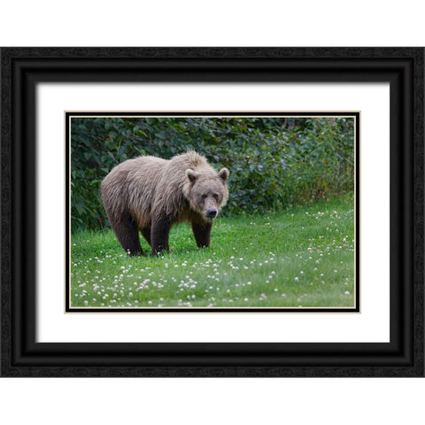 Grizzly bear-Lake Clark National Park and Preserve-Alaska Black Ornate Wood Framed Art Print with Double Matting by Jones, Adam