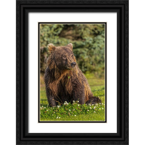 Grizzly bear eating clover-Lake Clark National Park and Preserve-Alaska Black Ornate Wood Framed Art Print with Double Matting by Jones, Adam