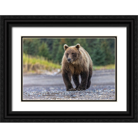 Grizzly bear-Lake Clark National Park and Preserve-Alaska Black Ornate Wood Framed Art Print with Double Matting by Jones, Adam