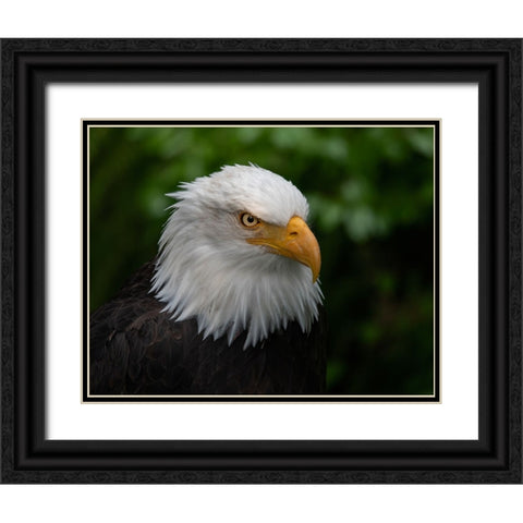 Usa-Alaska Alaska Raptor Center-this bald eagle poses for the camera Black Ornate Wood Framed Art Print with Double Matting by Sederquist, Betty